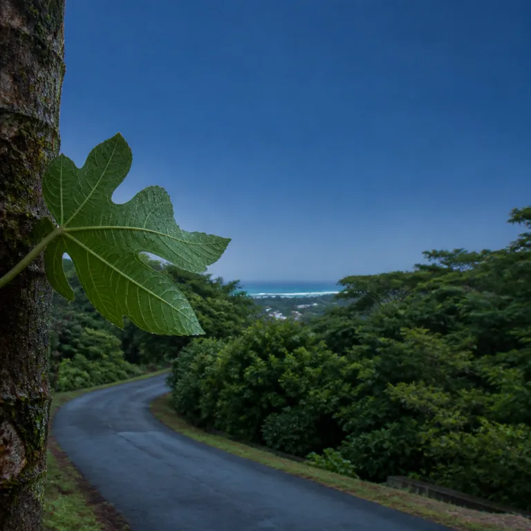 The Antiguan Interior: Fig Tree Drive, the Rainforest Canopy and the Villages Tourists Rarely Reach